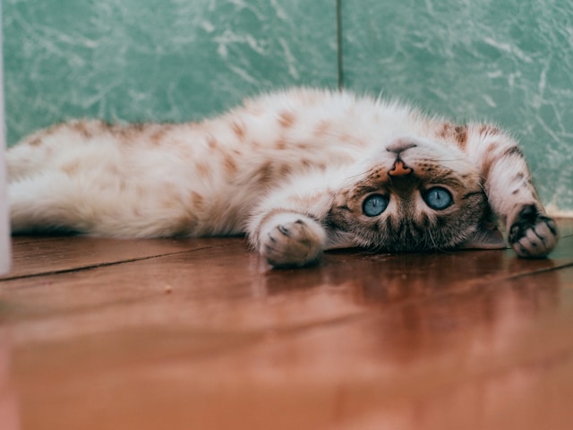 Understanding And Easing Separation Anxiety In Cats