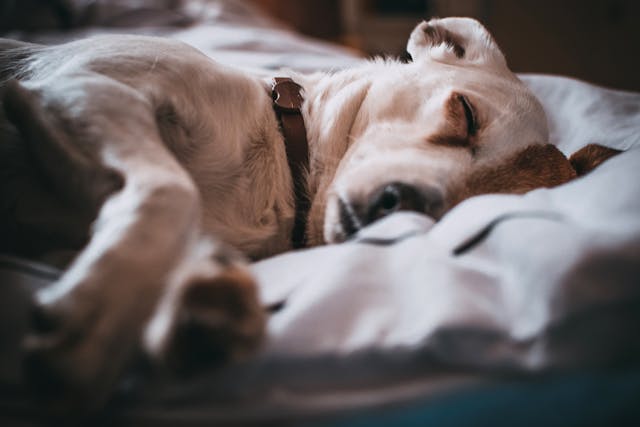 Are Flea And Tick Collars Safe For Your Dog’s Skin And Fur? Understanding Risks And Benefits