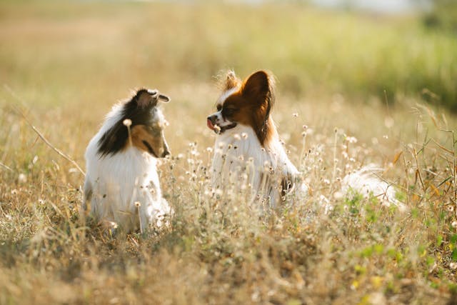 How A Daily Supplement May Help Dogs During Seasonal Changes